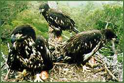 american bald eagle chicks