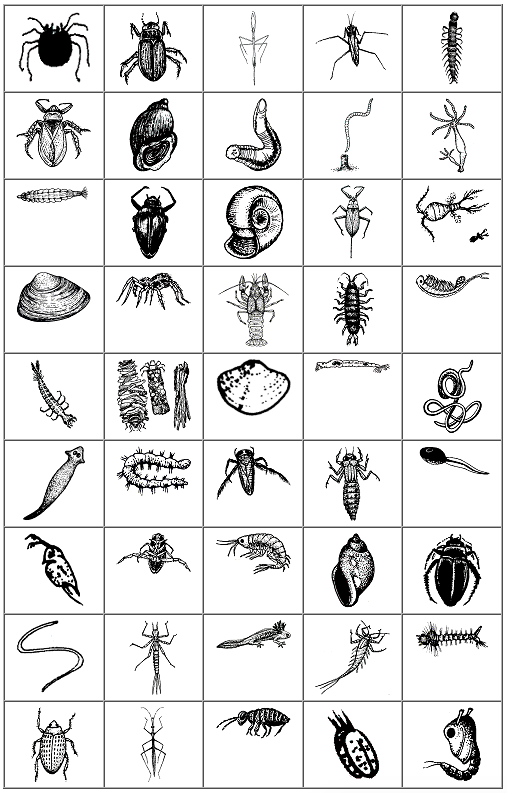 Grid of illustrated water critters Grid of illustrated water critters