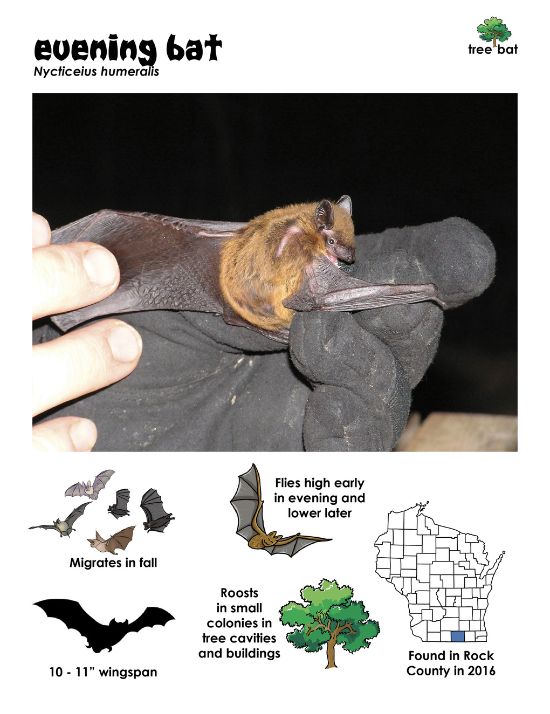 Info card from "Shadow Flyers" created by Beth Mittermaier (Wi DNR) information card showing evening bats are tree bats found only in one county