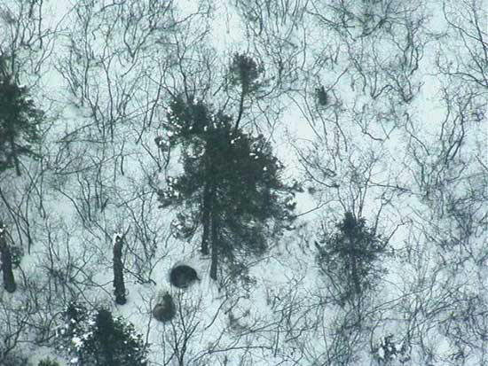 Hidden wolves in snow Hidden wolves in snow