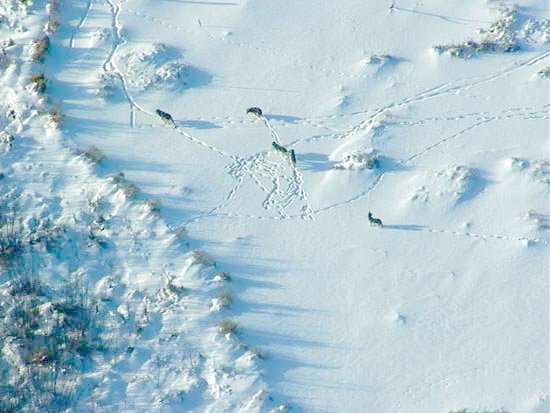 Wolves in snow Wolves in snow