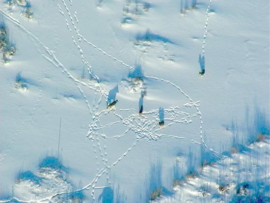 Wolves in snow Wolves in snow