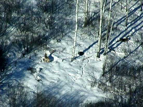 Wolves in snow Wolves in snow