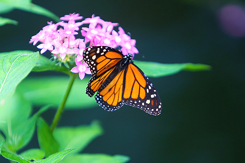 Butterfly Watching | EEK Wisconsin