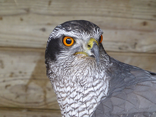 goshawk-eek-wisconsin