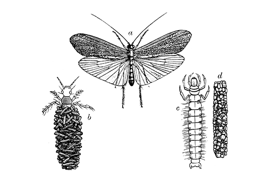 Caddisfly | EEK Wisconsin