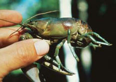 Rusty Crayfish | EEK Wisconsin