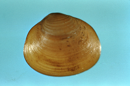clam fingernail pill