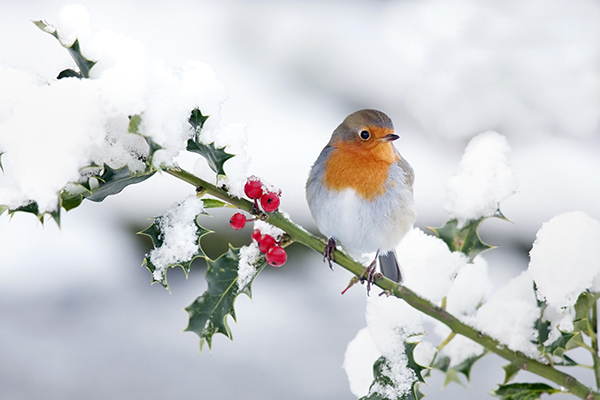 Robin  EEK Wisconsin