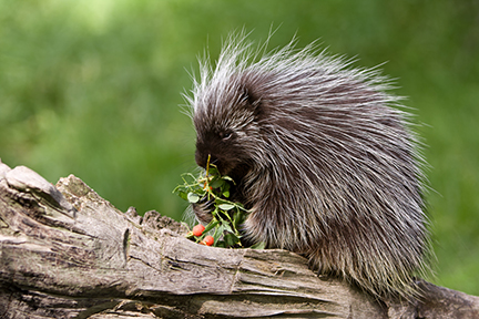 what do porcupines eat