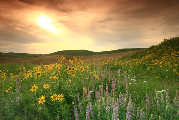 Explore Prairies Plant Animal Education Eek Wisconsin