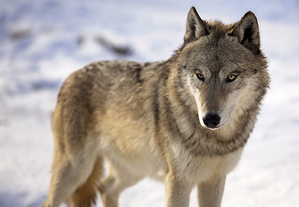 Wisconsin Wolf Aerial Picture Gallery | EEK WI