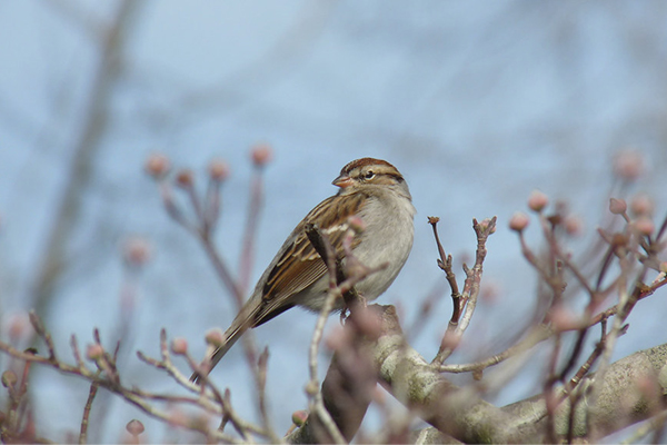 American Tree Sparrow | EEK Wisconsin