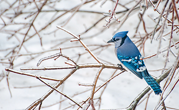 Blue Jay vs Northern Cardinal: Which One is America's favorite