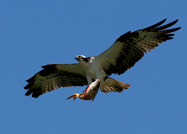 why are ospreys endangered