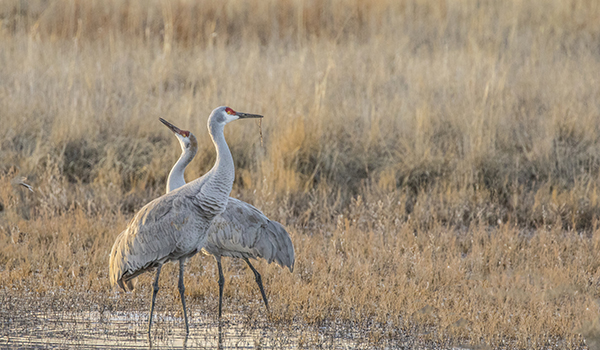 Love birds-Sandhill cranes - Columbia Valley Pioneer