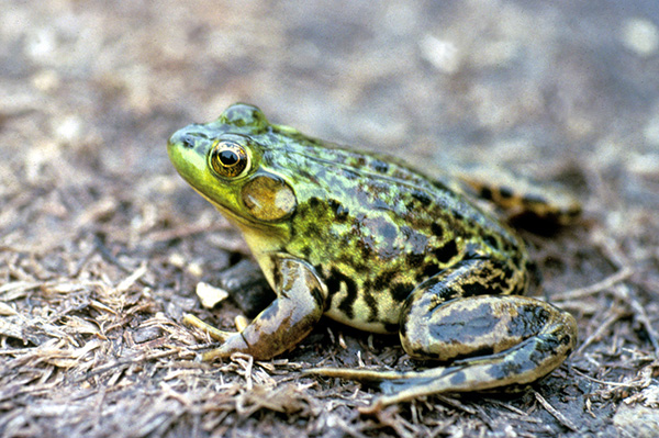 Green Frog  EEK Wisconsin