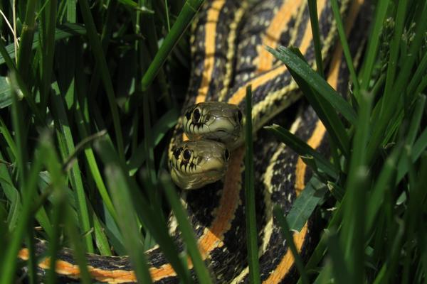 Plains Gartersnake | EEK WI