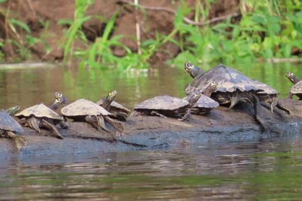 Northern Map Turtle | EEK Wisconsin