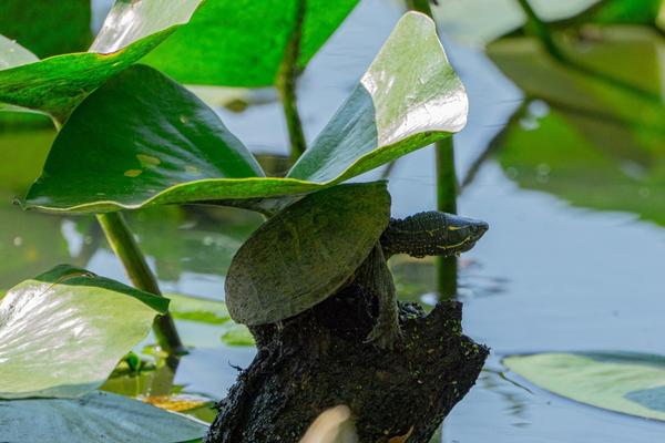 eastern musk turtle