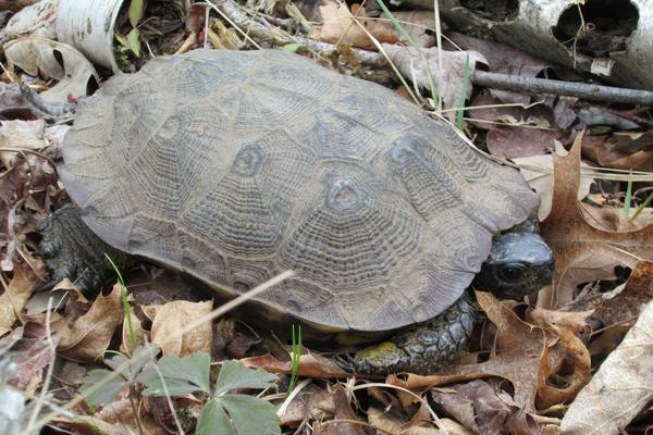 Wood Turtle | EEK WI