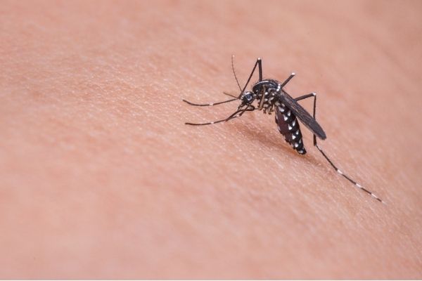 photo of an Asian mosquito feeding on a human