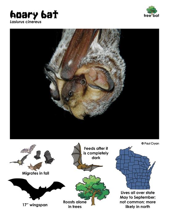 Info card from "Shadow Flyers" created by Beth Mittermaier (Wi DNR) information card showing hoary bats are tree bats found throughout the state