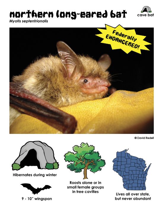 Info card from "Shadow Flyers" created by Beth Mittermaier (Wi DNR) information card showing northern long-eared bats are cave bats found throughout the state