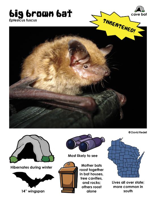 Info card from "Shadow Flyers" created by Beth Mittermaier (Wi DNR) photo of big brown bat by Dave Redell