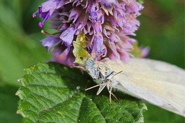 jagged ambush bug with prey by Beth Mittermaier photo of a jagged ambush bug that has captured a white cabbage butterfly