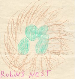 Drawing of robin's nest Drawing of robin's nest