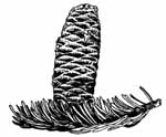 Illustration of balsam fir pinecone Illustration of balsam fir pinecone