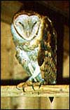 Barn Owl