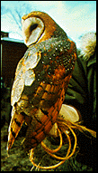 Barn Owl