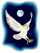 Barn Owl