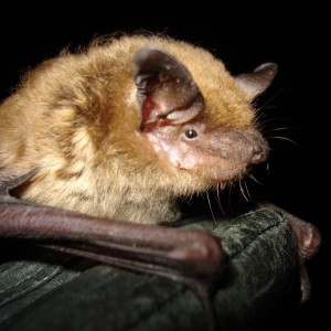 big brown bat photo by Dave Redell photo of big brown bat