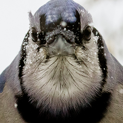 Blue Jay  EEK Wisconsin