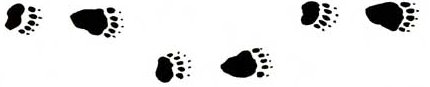 Bear Tracks