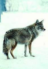 pueden un perro y un coyote aparearse