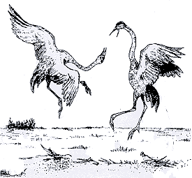 Cranes doing a courtship dance Cranes doing a courtship dance