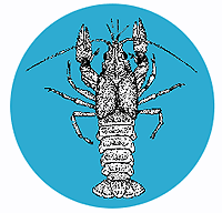 illustration of crayfish in the water illustration of crayfish in the water