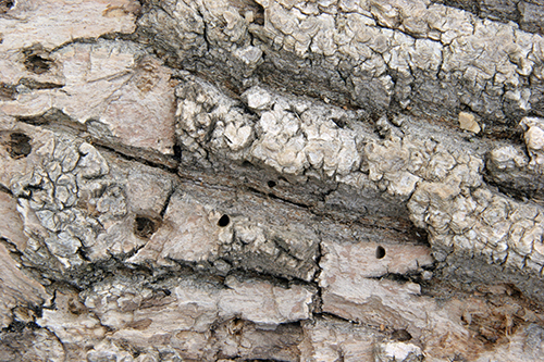 Emerald Ash Borer | EEK WI