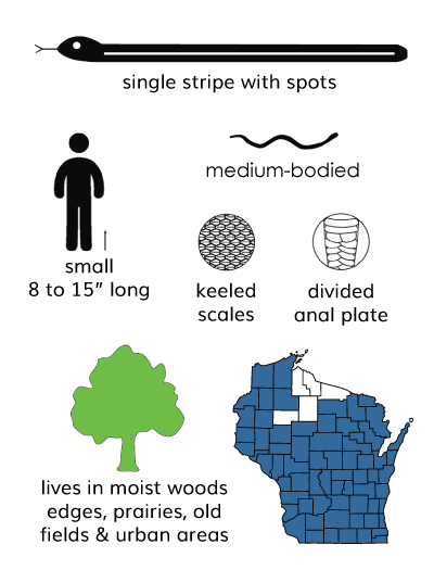 DeKay's brownsnake infographic