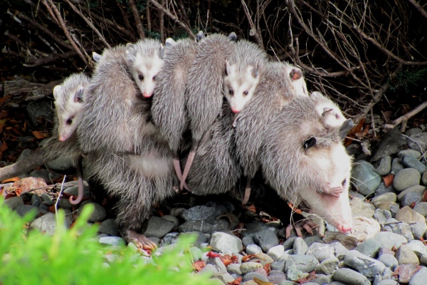 opossum family by specialjake (CC BY-SA) via Wikipedia photo of a mother opossum with young opossum clinging to the fur on her back