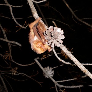 eastern red bat photo by WDNR Bat Program photo of eastern red bat