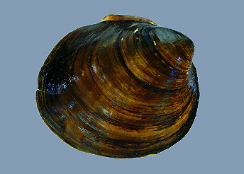 Ebonyshell Mussel, Image Credit: Illinois Natural History Survey Ebonyshell Mussel, Image Credit: Illinois Natural History Survey