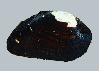 Elephant Mussel, Image Credit: Illinois Natural History Survey Elephant Mussel, Image Credit: Illinois Natural History Survey