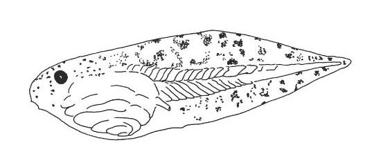 leopard frog tadpole illustration by Beth Mittermaier illustration of a leopard frog tadpole