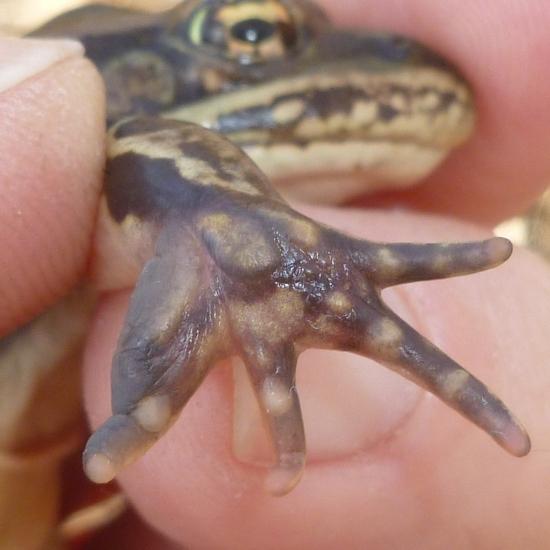 Green Frog  EEK Wisconsin