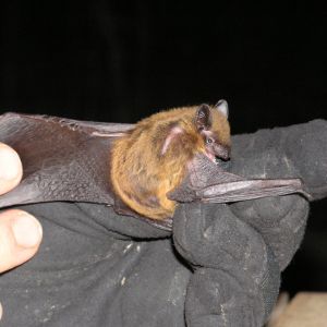 evening bat photo of evening bat being held with gloved hands